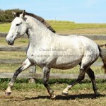 Chanel Interagro/Interagro Lusitanos