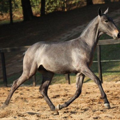 04a - Genghis Khan Interagro