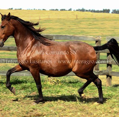 Bali Comando SN/Interagro Lusitanos