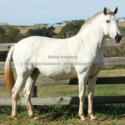 Batina Interagro/Interagro Lusitanos
