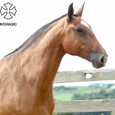 Cassandra Interagro