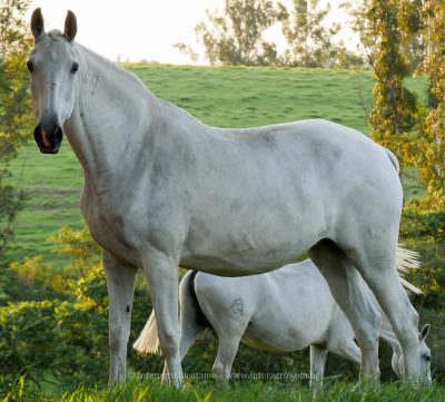 Radiosa (MAC)/Interagro Lusitanos