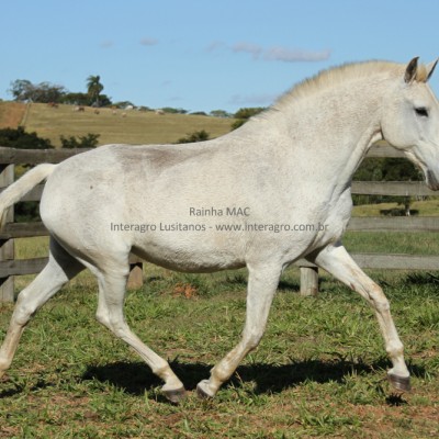 Rainha (MAC)/Interagro Lusitanos