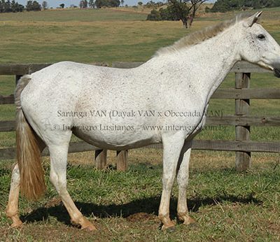 Saranga (VAN)/Interagro Lusitanos