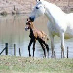 Zarzuela (MMT)/Interagro Lusitanos