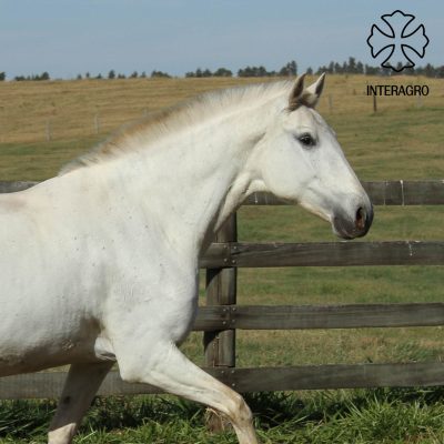 Zidna Interagro/Interagro Lusitanos