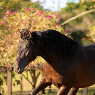 Zingaro Interagro/Julia Wentscher (GER)