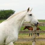 Baby Interagro/Interagro Lusitanos