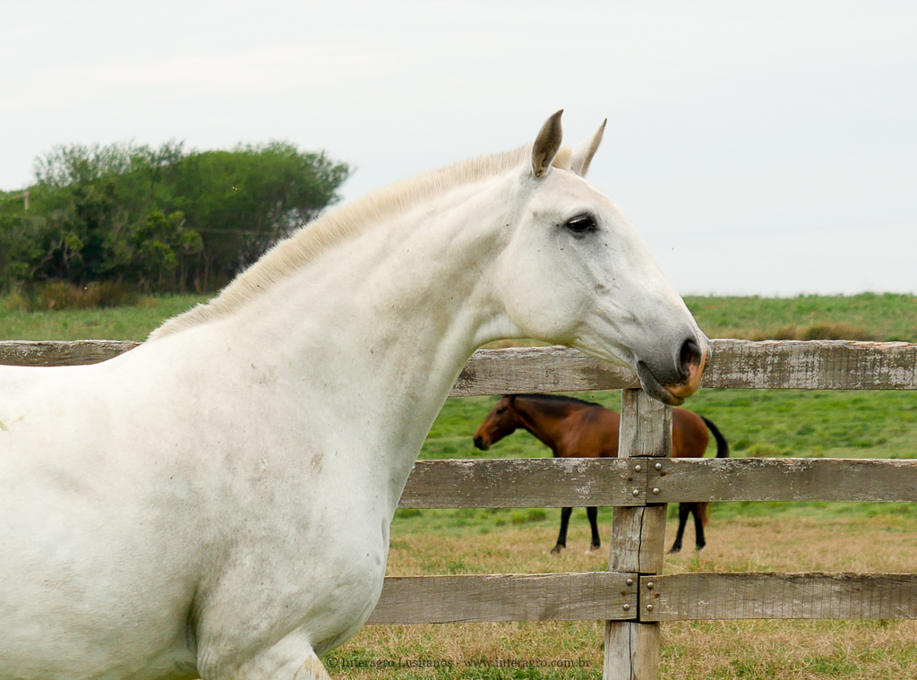 Baby Interagro/Interagro Lusitanos