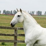 Baby Interagro/Interagro Lusitanos