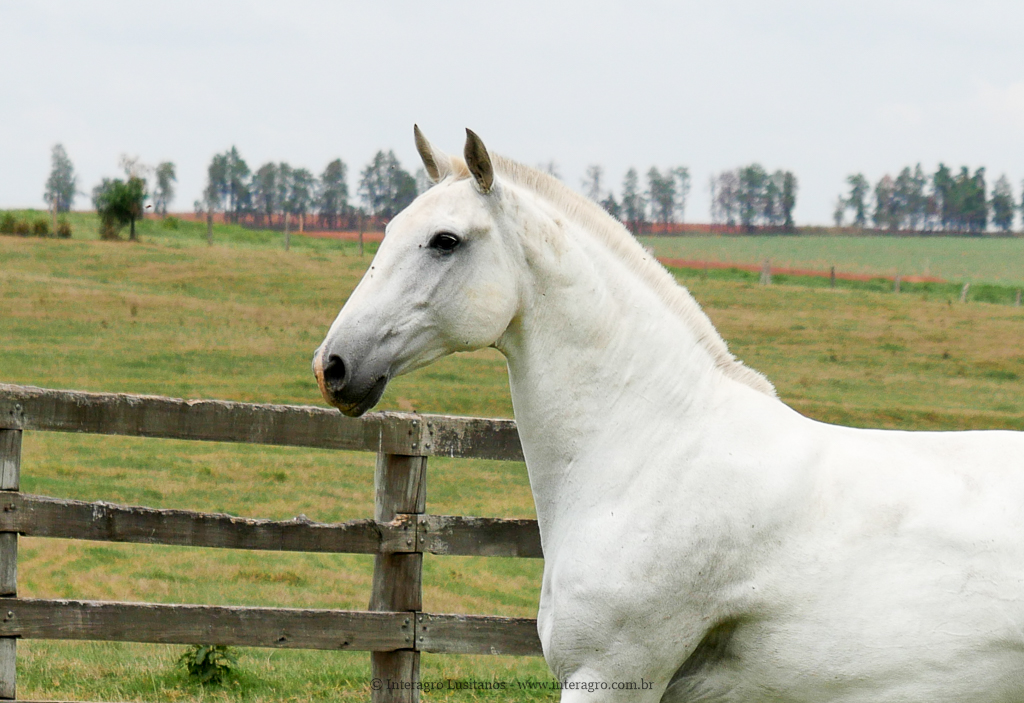 Baby Interagro/Interagro Lusitanos