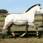 Belinda Interagro/Interagro Lusitanos