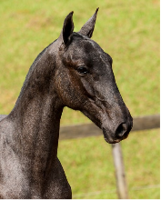 04b - Legítimo Interagro