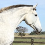 Chanel Interagro/Interagro Lusitanos