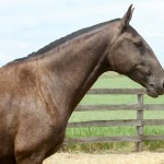 Chulapa Interagro/Interagro Lusitanos