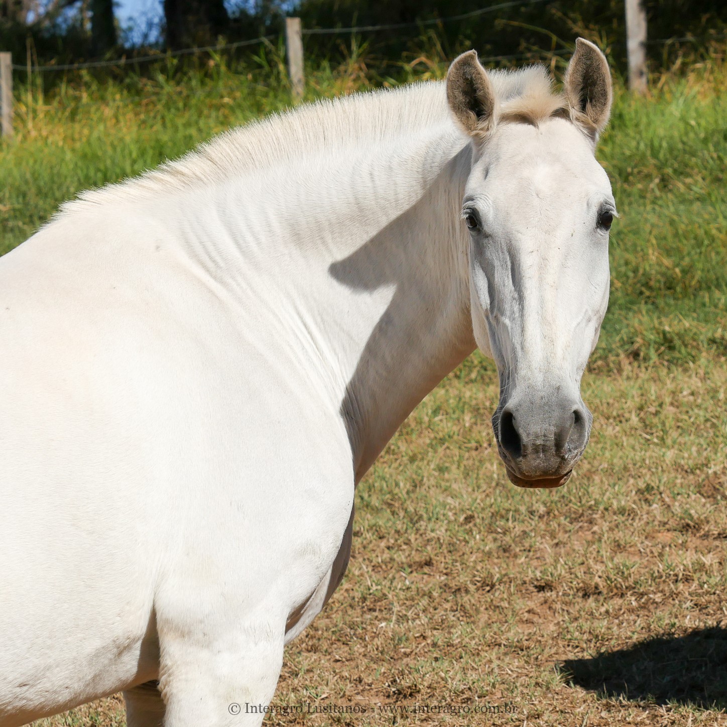 Collection Interagro/Interagro Lusitanos