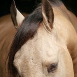 Comanche Interaro/Interagro Lusitanos 09/2018