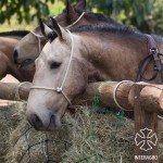 Comanche Interagro/ElayneMassaini