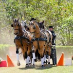 Crispim_Comanche_Cagliostro_Carmelita Interagro/Interagro Lusitanos