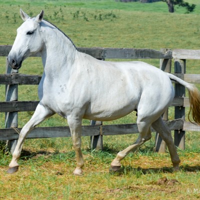 Demoiselle Interagro/Martina Brandes