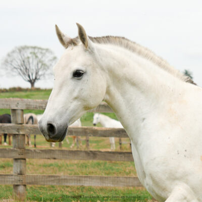 Deputada Interagro/Interagro Lusitanos