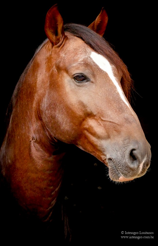 Divisadero Interagro, garanhão Lusitano alazão