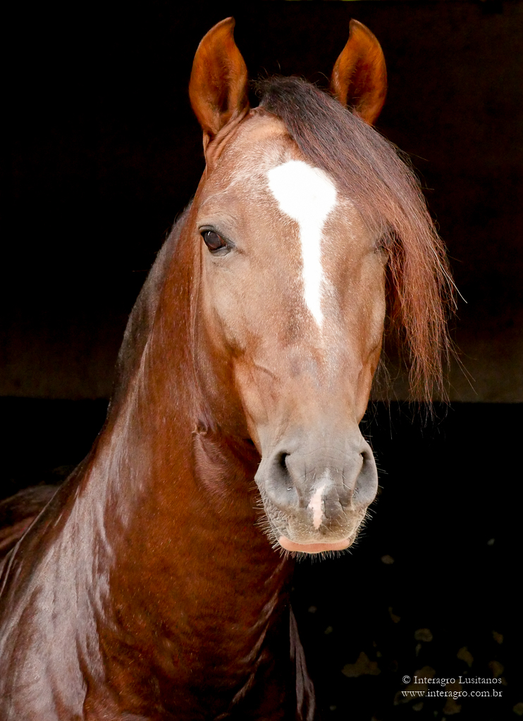 Divisadero Interagro, garanhão Lusitano alazão