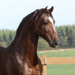 Divisadero Interagro, garanhão Lusitano alazão