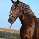 Divisadero Interagro, garanhão Lusitano alazão