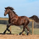 Divisadero Interagro, garanhão Lusitano alazão