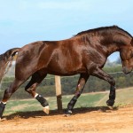Divisadero Interagro, garanhão Lusitano alazão