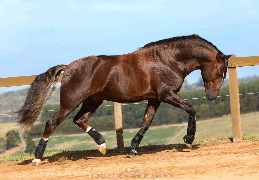 Divisadero Interagro, garanhão Lusitano alazão