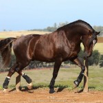 Divisadero Interagro, garanhão Lusitano alazão