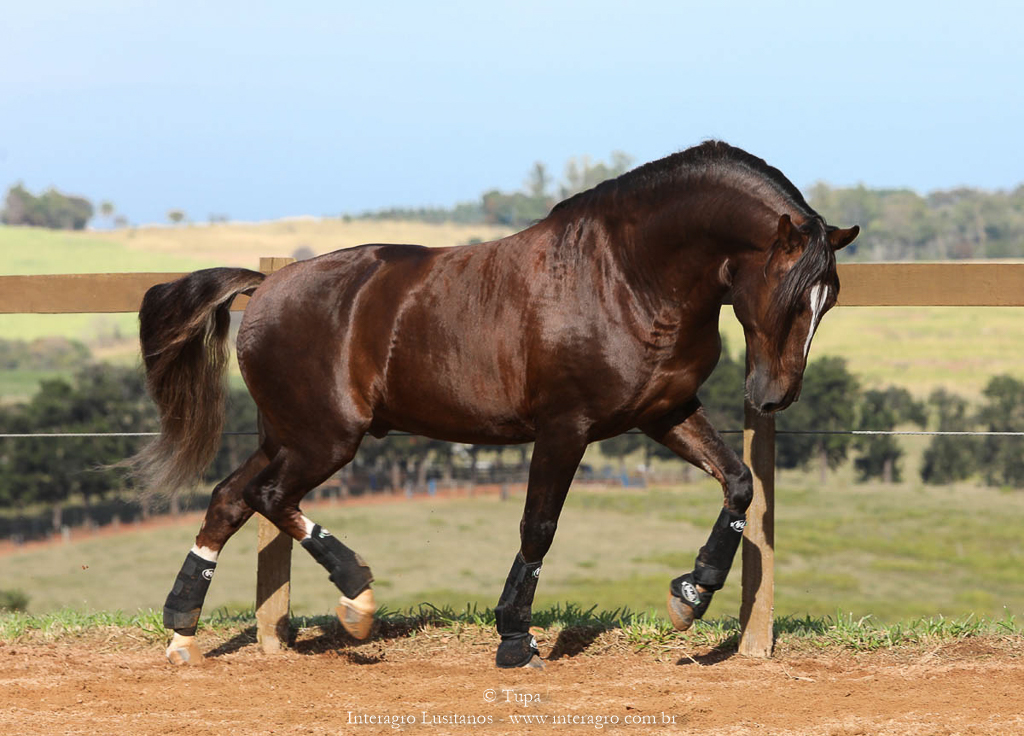 Divisadero Interagro, garanhão Lusitano alazão