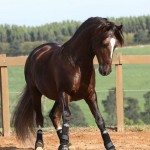 Divisadero Interagro, garanhão Lusitano alazão
