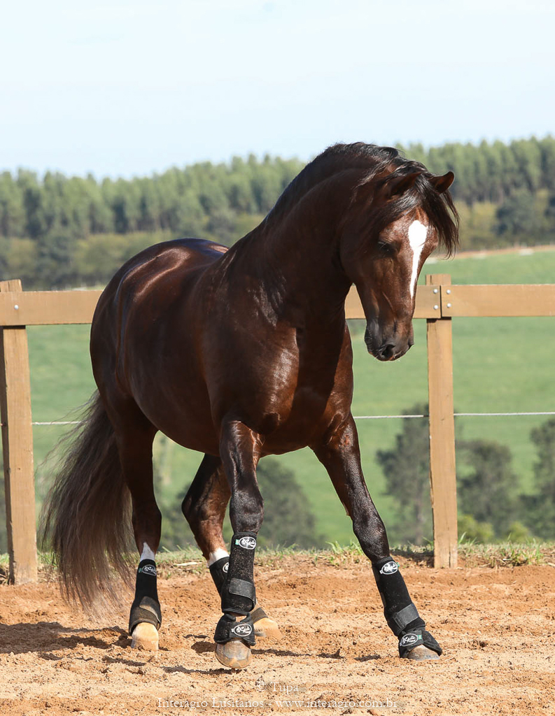 Divisadero Interagro, garanhão Lusitano alazão