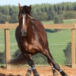 Divisadero Interagro, garanhão Lusitano alazão