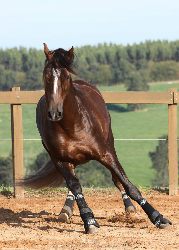 Divisadero Interagro, garanhão Lusitano alazão