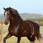 Divisadero Interagro, garanhão Lusitano alazão