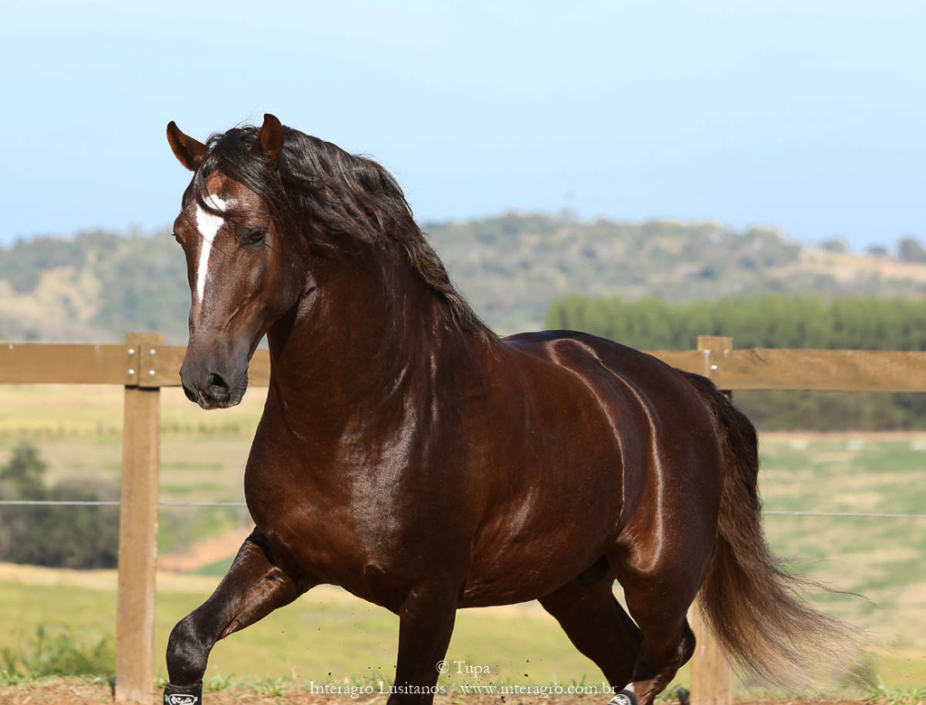 Divisadero Interagro, garanhão Lusitano alazão
