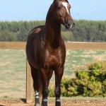Divisadero Interagro, garanhão Lusitano alazão
