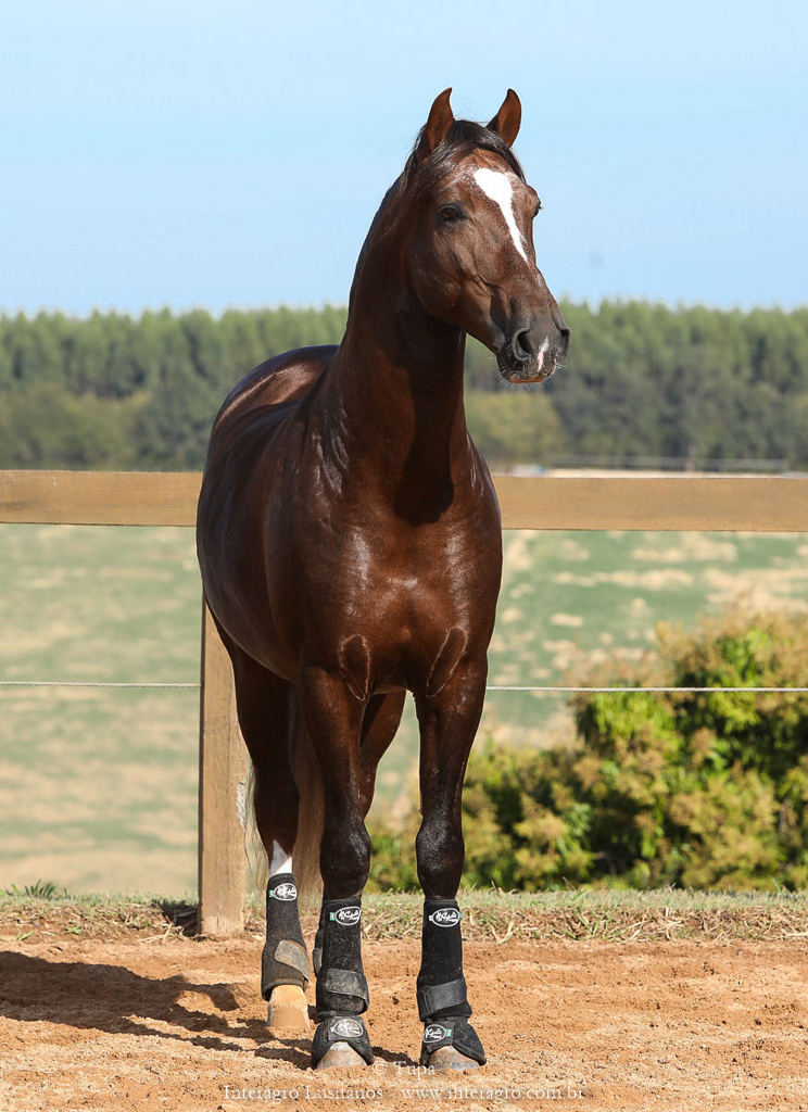 Divisadero Interagro, garanhão Lusitano alazão