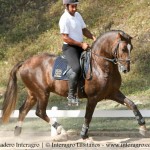 Divisadero Interagro, garanhão Lusitano alazão
