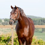 Divisadero Interagro, garanhão Lusitano alazão