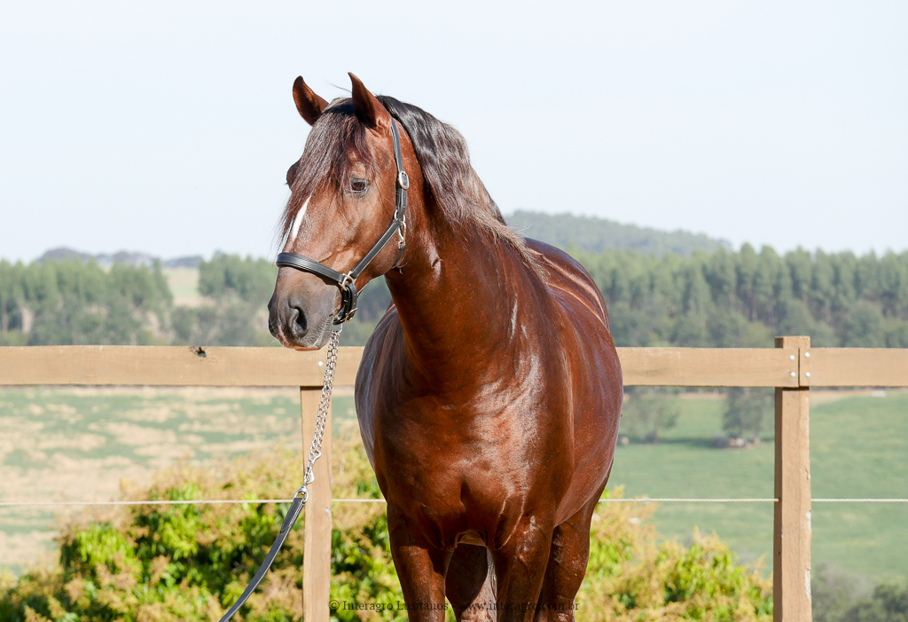 Divisadero Interagro, garanhão Lusitano alazão