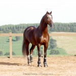 Divisadero Interagro, garanhão Lusitano alazão