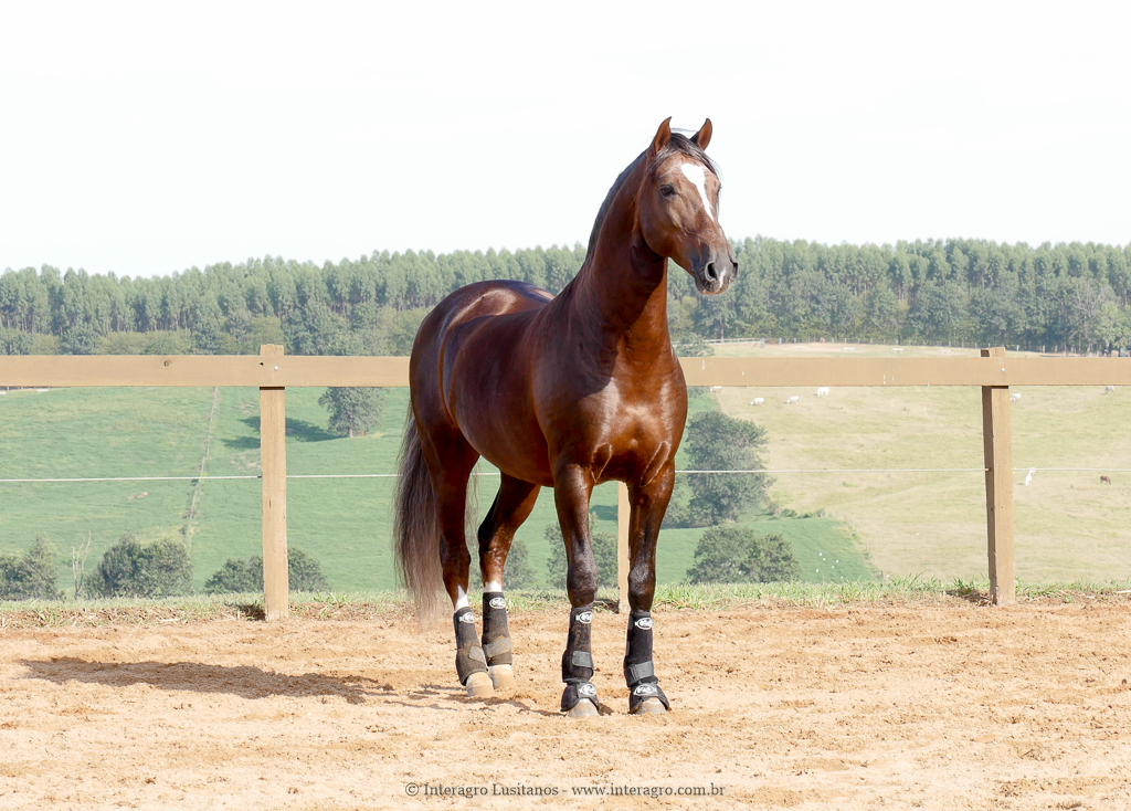 Divisadero Interagro, garanhão Lusitano alazão