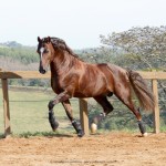 Divisadero Interagro, garanhão Lusitano alazão