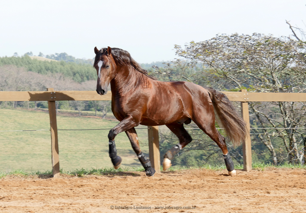Divisadero Interagro, garanhão Lusitano alazão