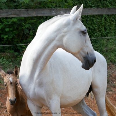 Duqueza Interagro/Interagro Lusitanos
